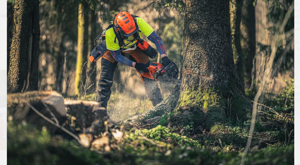 Pilarka Husqvarna 560 XP przy wycince pni wielkośrednicowych